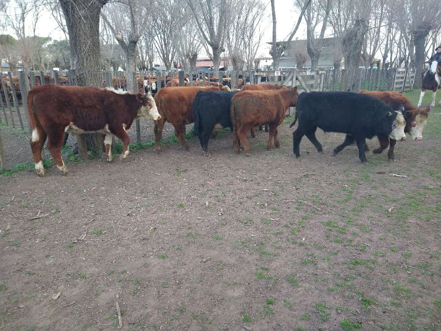Lote 8 Novillitos en Gral. Lamadrid, Buenos Aires
