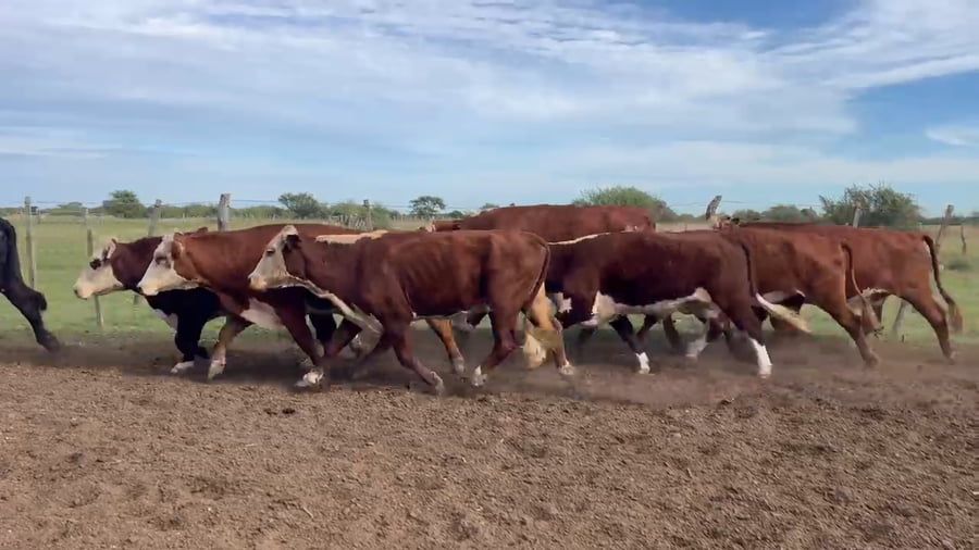 Lote 33 Novillos en Corrientes, Curuzu Cuatia