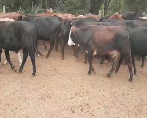 Lote 60 Novillitos y vaquillonas en Tintina, Santiago del Estero