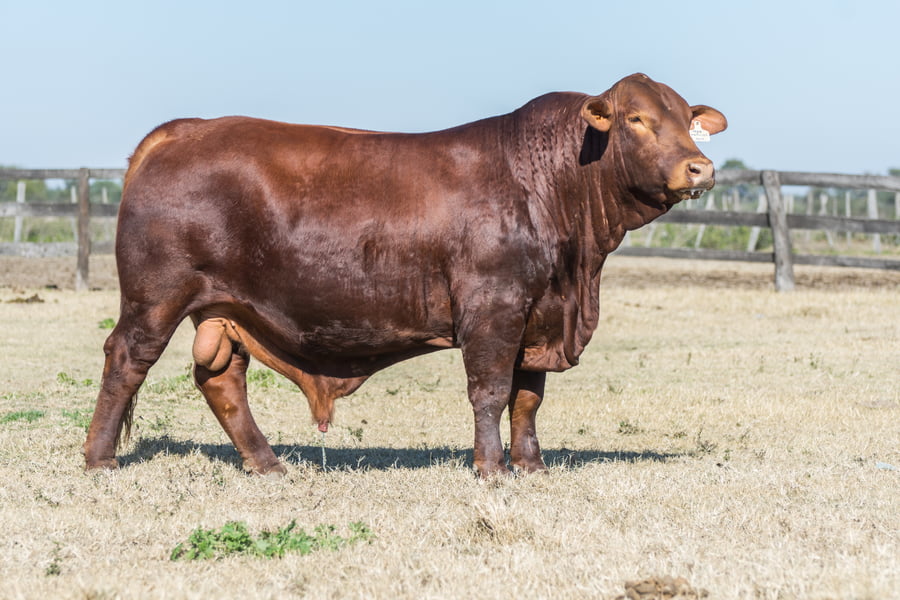 Lote Toro Cabaña Don Anibal (RP403)