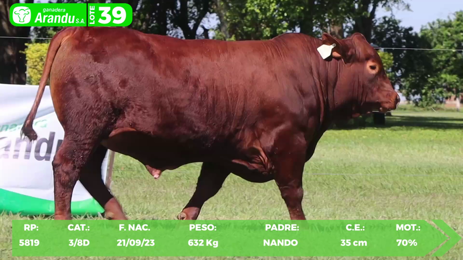 Lote LOTE 39