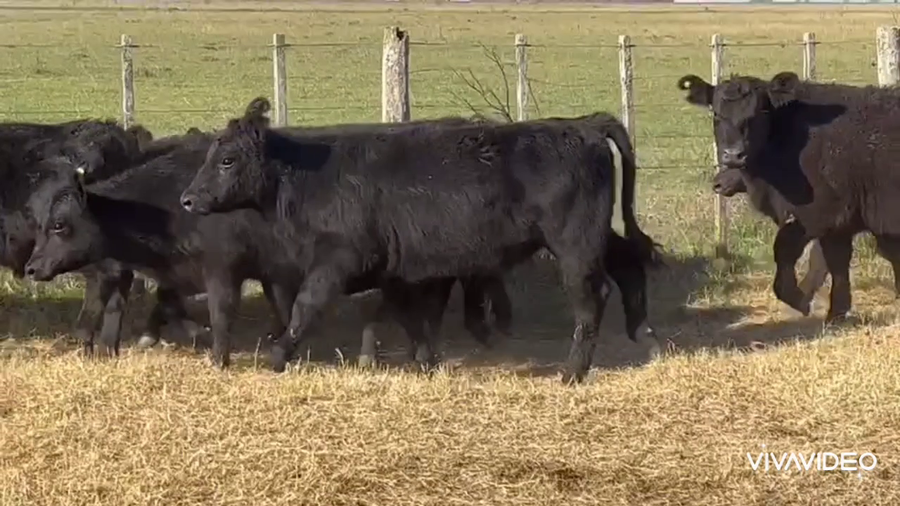 Lote 65 Terneros en Dolores, Buenos Aires