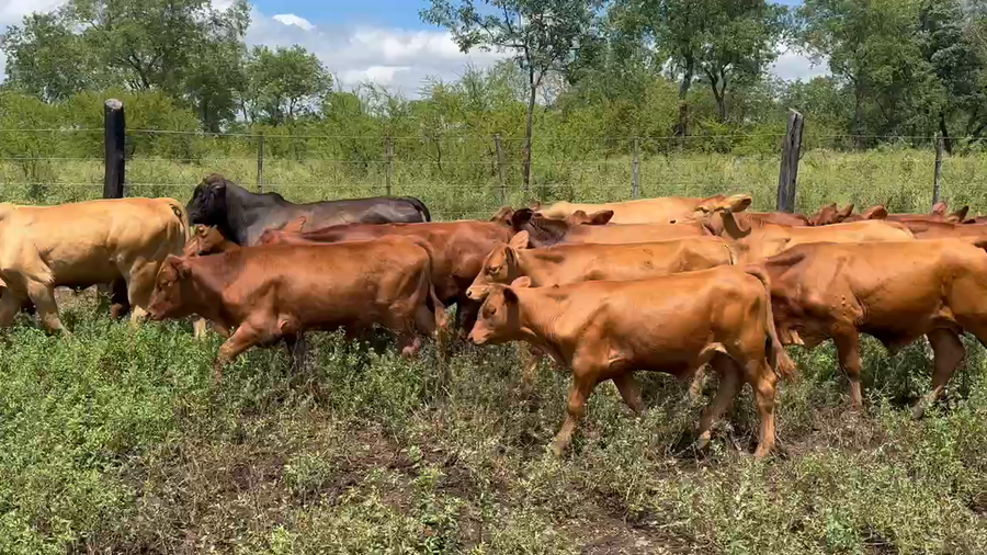 Lote 80 Terneros en Candelaria, Misiones