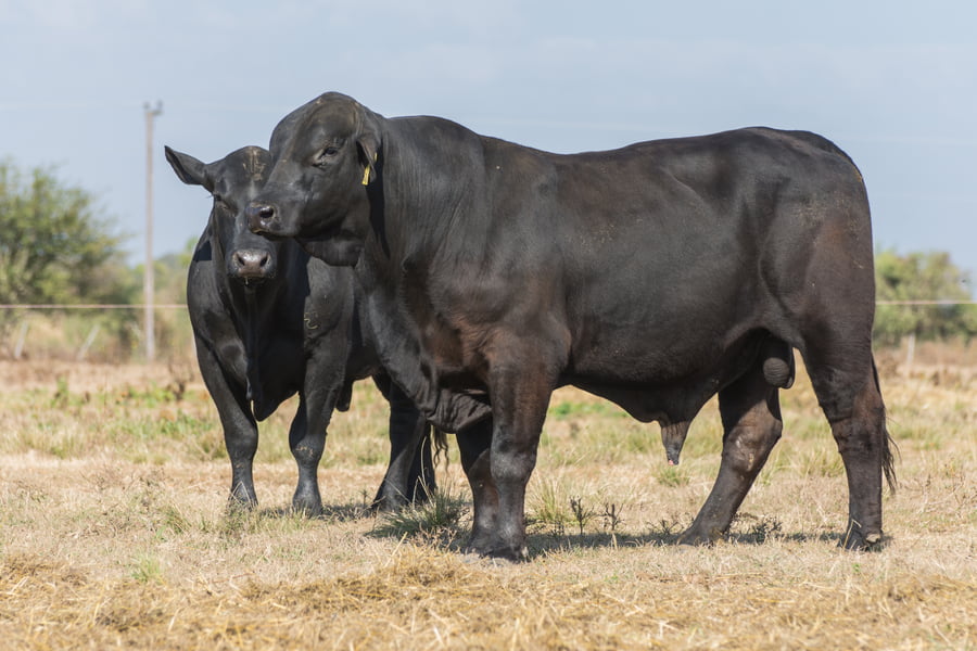 Lote Toro Cabaña LA AURORA