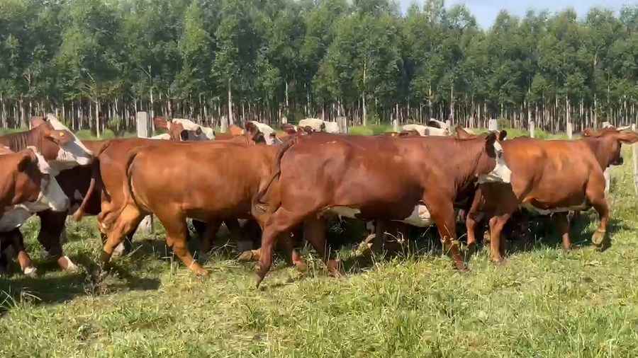 Lote 68 Vacas faena en Corrientes, Curuzú-Cuatiá