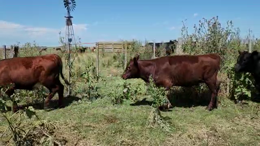 Lote 28 Terneros/as en Bolívar, Buenos Aires