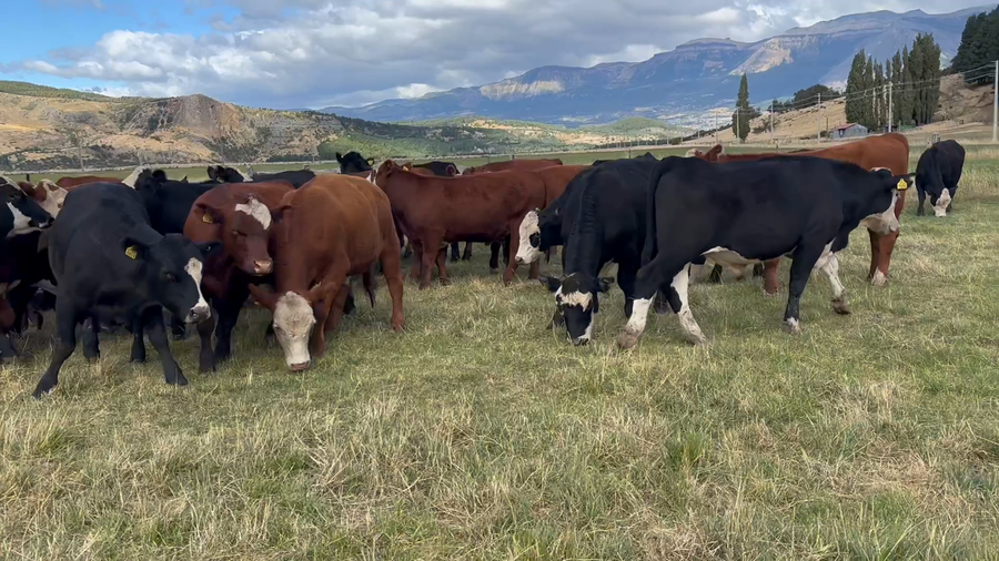Lote 40 Novillo Engorda en Coyhaique, XI Región Aysén