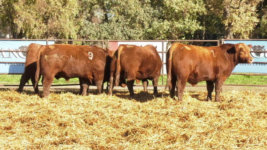 Lote TOROS ANGUS COLORADOS PC