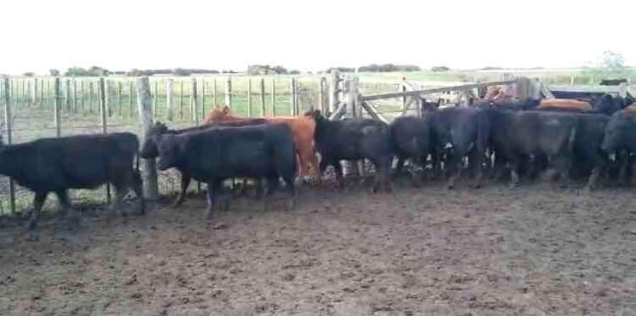 Lote 75 Terneras en Chascomús, Buenos Aires