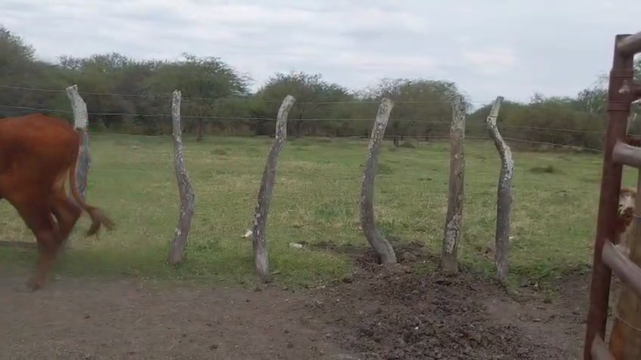 Lote 100 Novillos en Corrientes, Perugorría