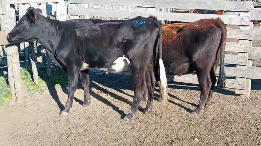 Lote 3 Vaquillonas  a remate en Pantalla Aniversario - Escritorio Camy 400kg - , San José