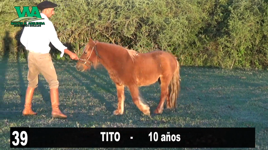 Lote TITO