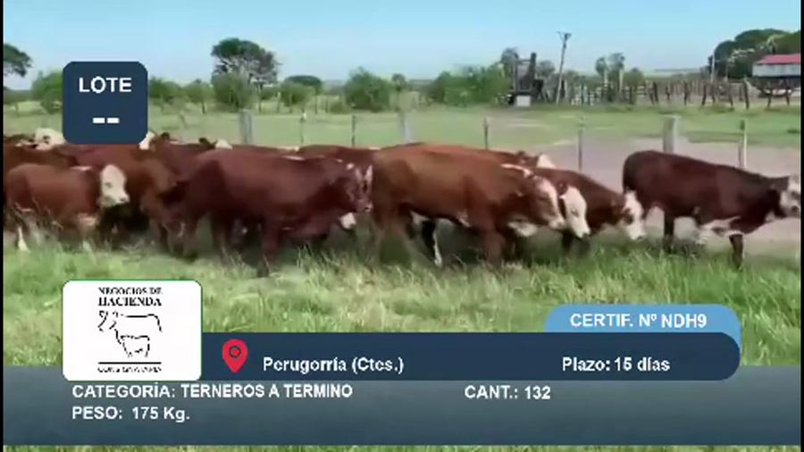 Lote 132 Terneros a término en Corrientes, Perugorría