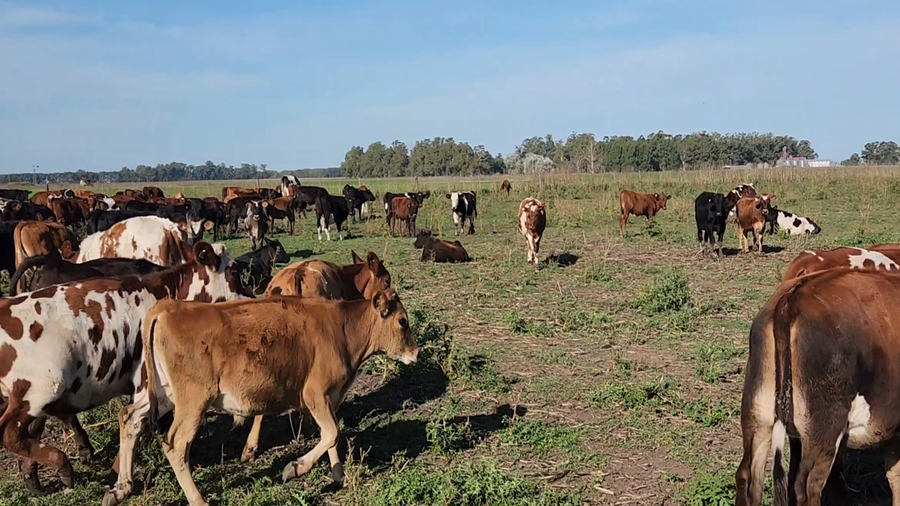 Lote 65 Terneros en Tandil