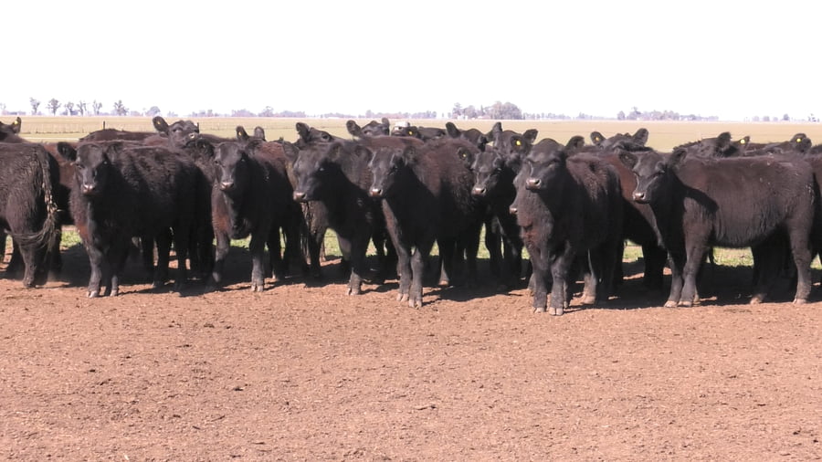 Lote VAQUILLONAS PURAS POR CRUZAS