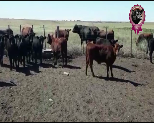 Lote 75 Terneras de 165 Kg