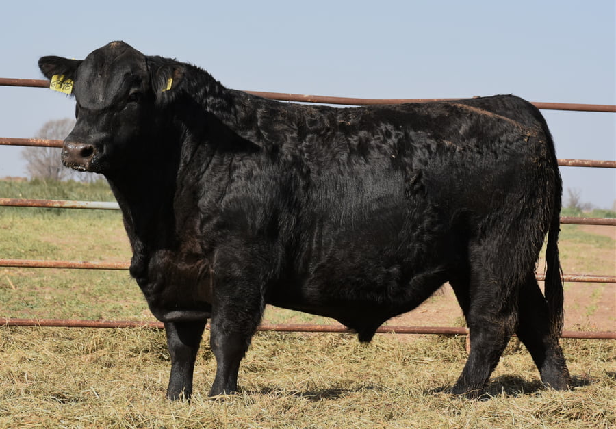 Lote TOROS (Corral 7)