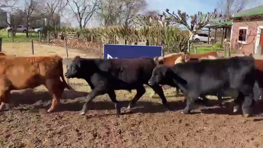 Lote 65 TERN. MACHOS, DAIREAUX, BS. AS.