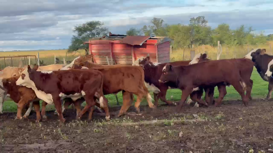 Lote 80 Terneros/as en Corrientes, Bonpland