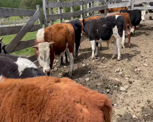 Lote 30 Novillo Engorda en Coyhaique, XI Región Aysén