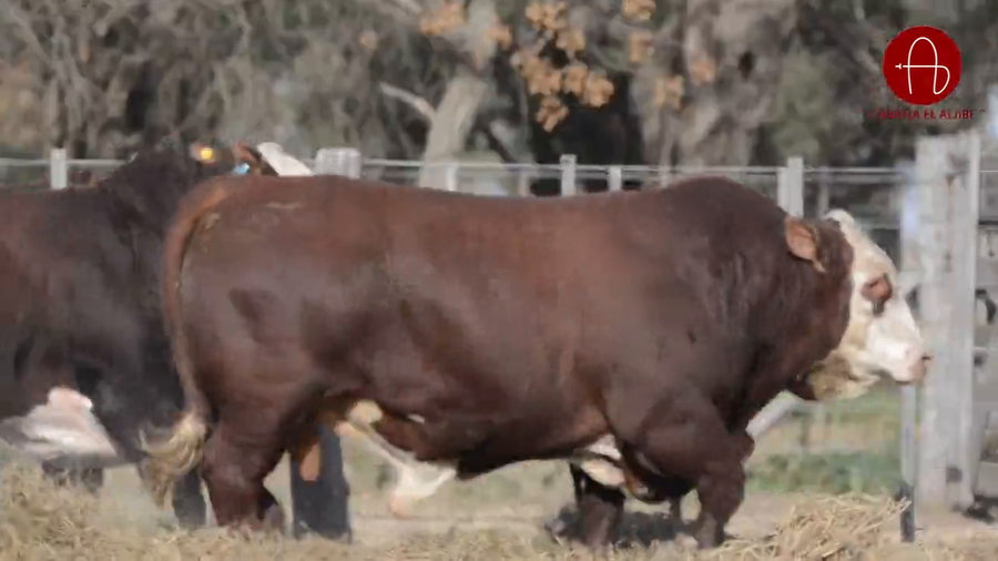 Lote BRAFORD EL ALJIBE