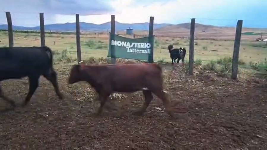 Lote 61 Terneras en Coronel Suarez