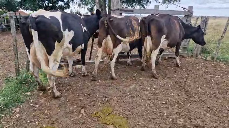 Lote 3 Vaca a remate en Ultima pantalla del año - Escritorio Camy 460kg - , San José