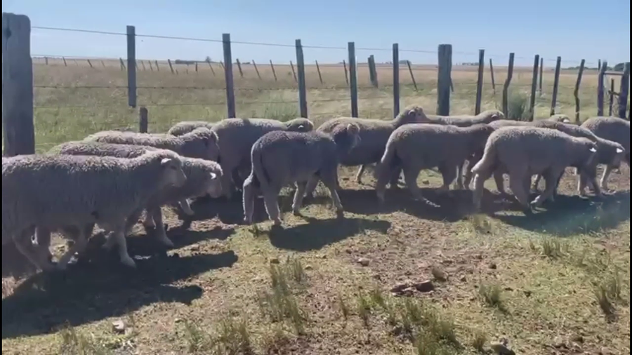 Lote CORDEROS (NO SALE A LA VENTA)