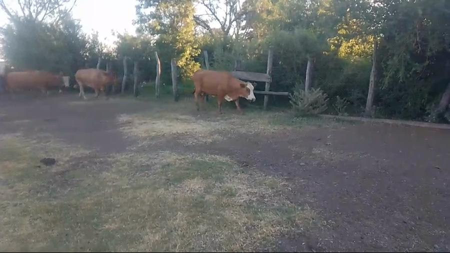 Lote 5 Vacas de invernar en Corrientes, Mercedes