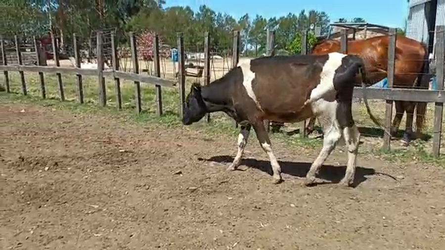 Lote 1 Vaq holando descarte