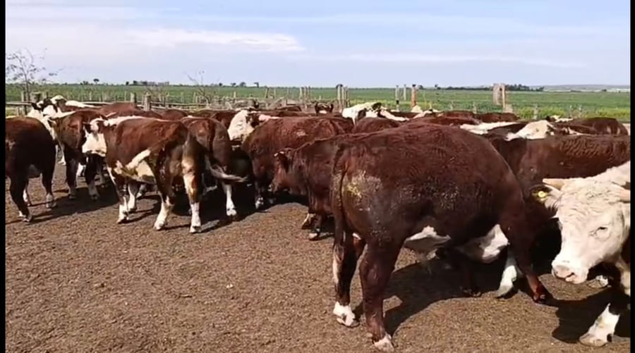 Lote 45 novillitos faena