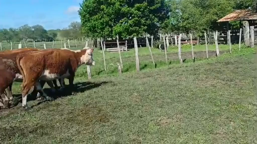 Lote 59 Vaquillonas de invernada