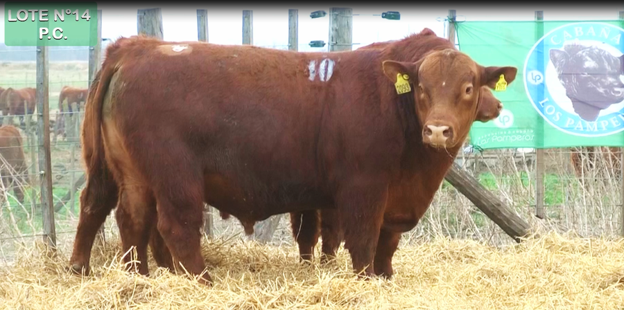 Lote TOROS PUROS CONTROLADOS
