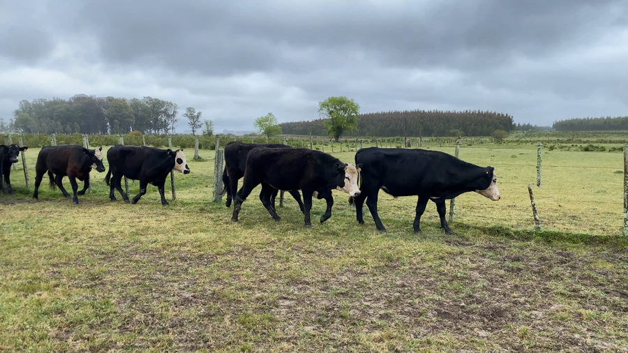 Lote 36 Novillos 2 a 3 años en Caraguatá, Tacuarembó