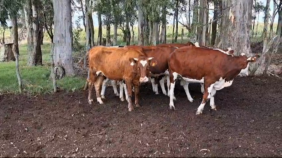 Lote VACAS DE INVERNADA
