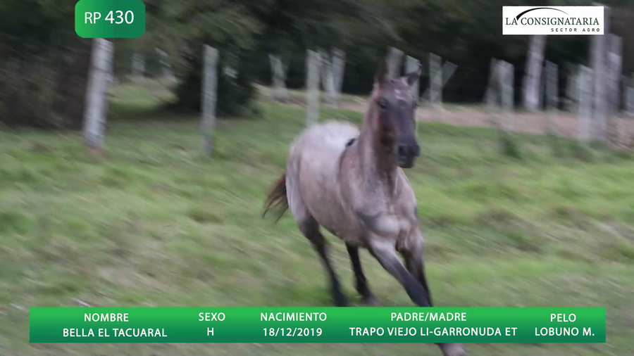 Lote BELLA EL TACUARAL