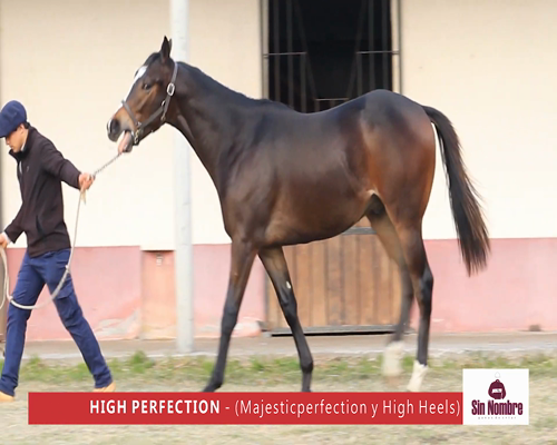 Lote HIGH PERFECTION