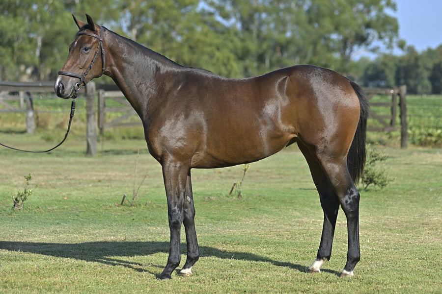 Lote THE INTOUCHABLES (H) - LE BLUES x ISIDE