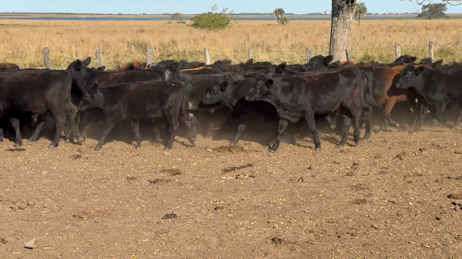Lote 68 Terneros en Corrientes, Goya