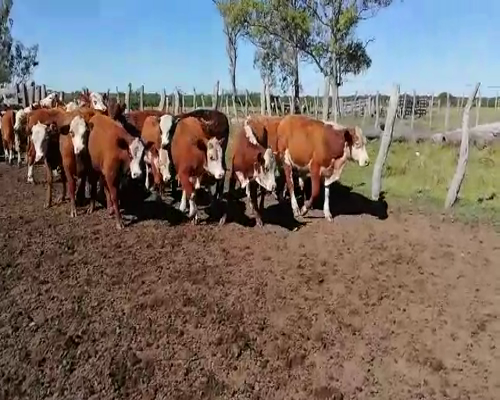 Lote 35 Terneros en Federal, Entre Ríos