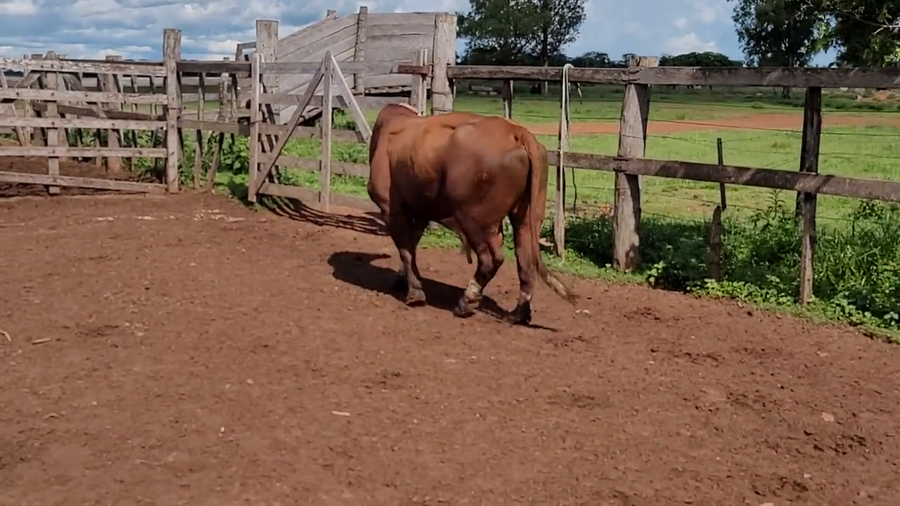 Lote Toros T. Braford a remate en Remate de Reproductores, Asunción