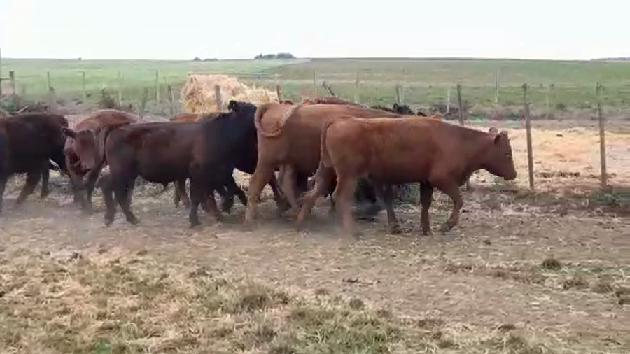 Lote (Vendido)11 Novillos ANGUS a remate en PANTALLA FEDERICO GARLAND 330kg -  en AGRACIADA