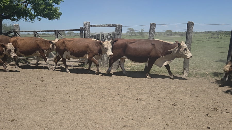 Lote 100 Vacas CUT preñadas en Entre Ríos, Los Conquistadores