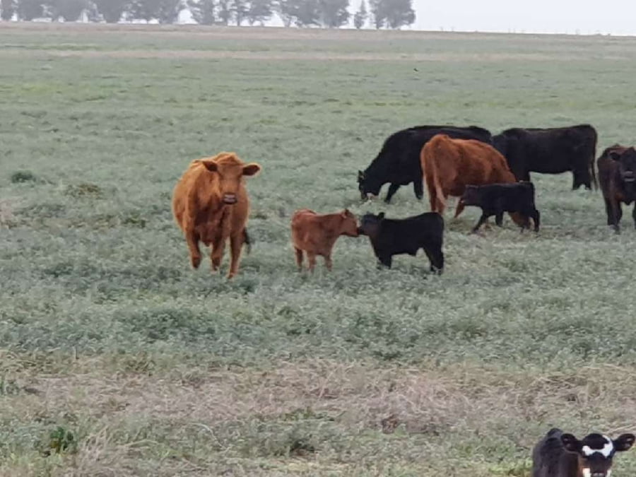 Lote 250 Vaquillonas en Darregueira, Buenos Aires