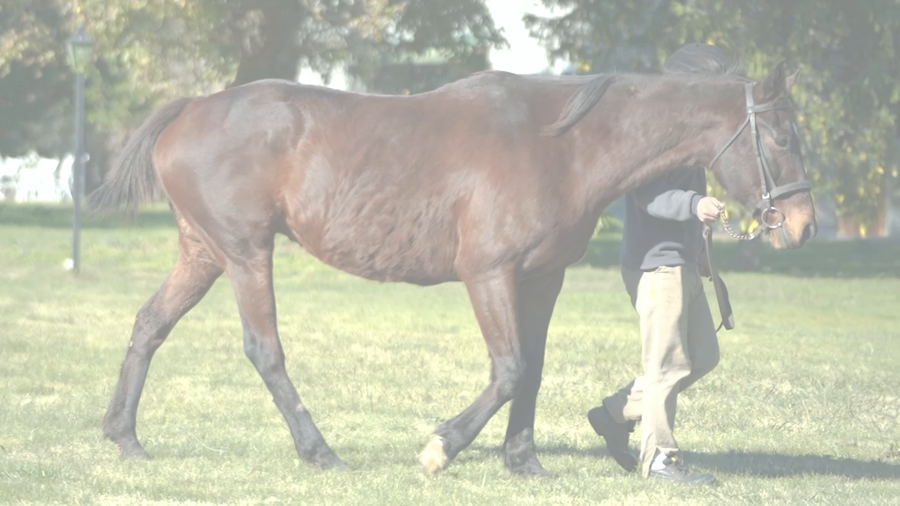 Lote GRAN OLEADA (GRAND SLAM -  ONDINA) VACIA NORMAL
