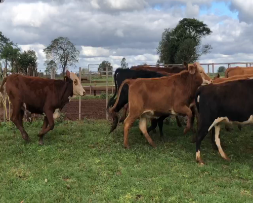 Lote 30 Vaquillonas en Santo Tomé, Corrientes