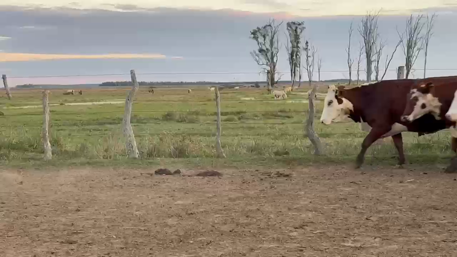 Lote 82 Vacas usadas preñadas en Corrientes, Paso de Los Libres