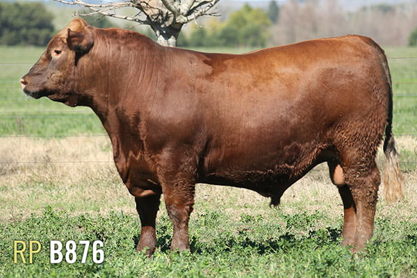 Lote 3 TOROS PUROS DE PEDIGREE