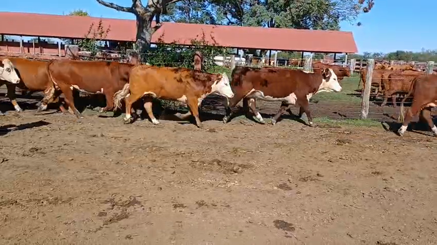 Lote 33 Vacas nuevas Preñadas en Corrientes, Curuzú-Cuatiá
