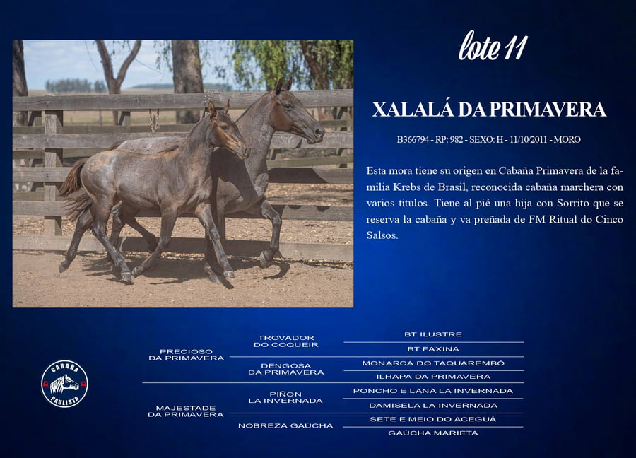 Lote Xalalá Da Primavera